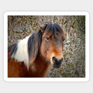 Assateague Island Pony Patricia Irene Sticker